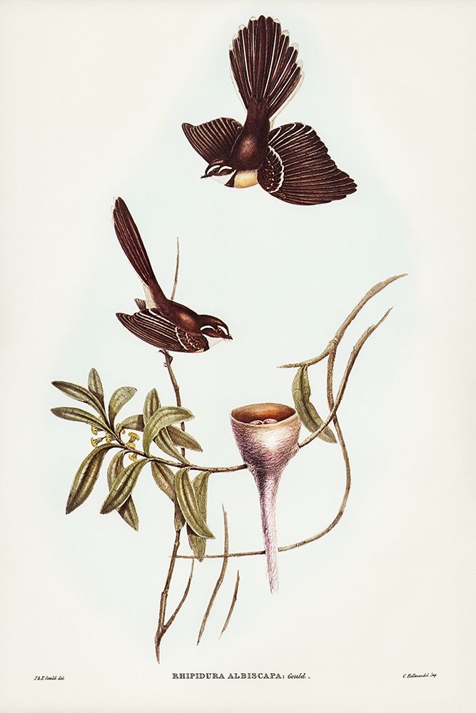 White-shafted Fantail-Rhipidura albiscapa art print by John Gould for $57.95 CAD
