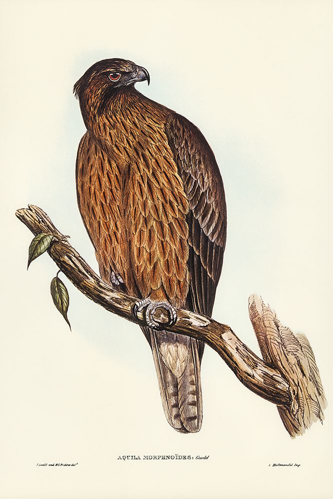 Little Australian Eagle-Aquila Morphnoides art print by John Gould for $57.95 CAD