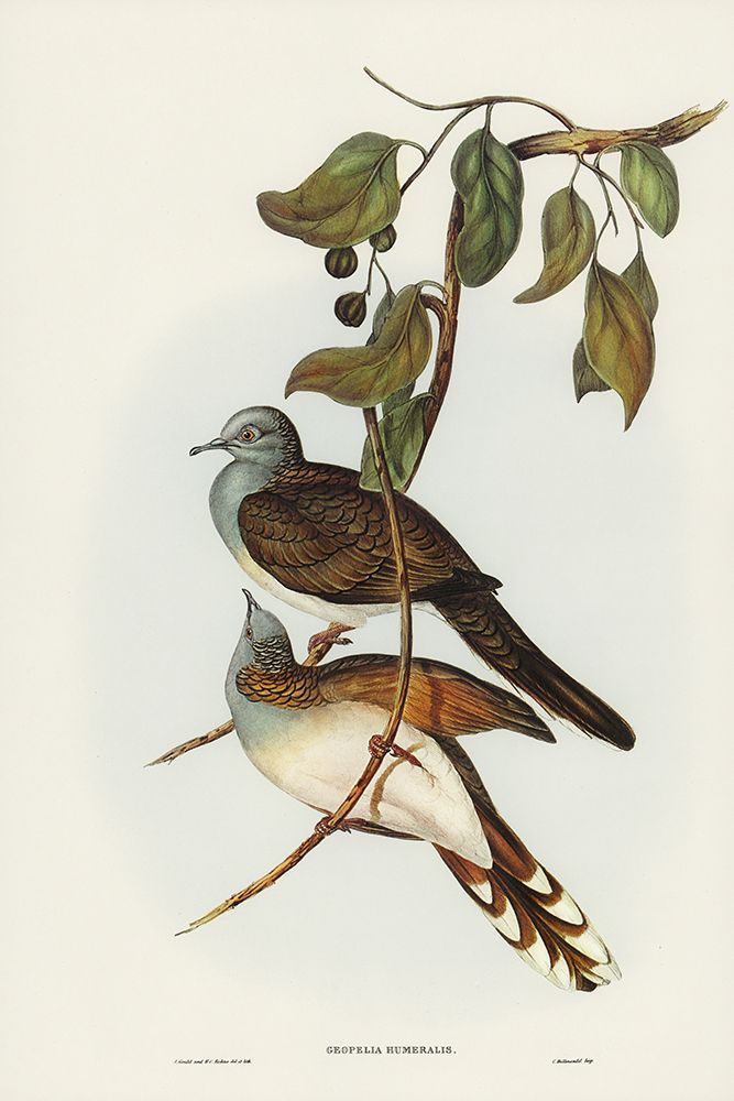 Barred-shouldered Ground Dove-Geopelia humeralis art print by John Gould for $57.95 CAD
