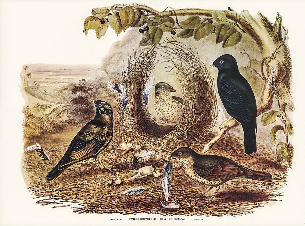 Satin Bower Bird-Ptilonorhynchus holossericeus art print by John Gould for $57.95 CAD