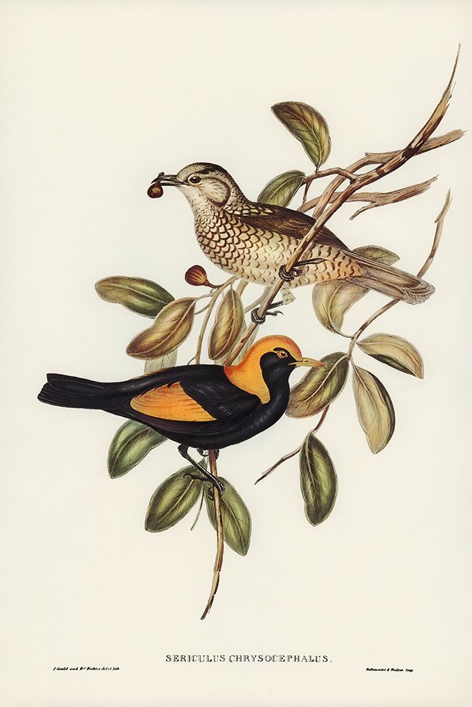 Regent Bird-Sericulus chrysocephalus art print by John Gould for $57.95 CAD