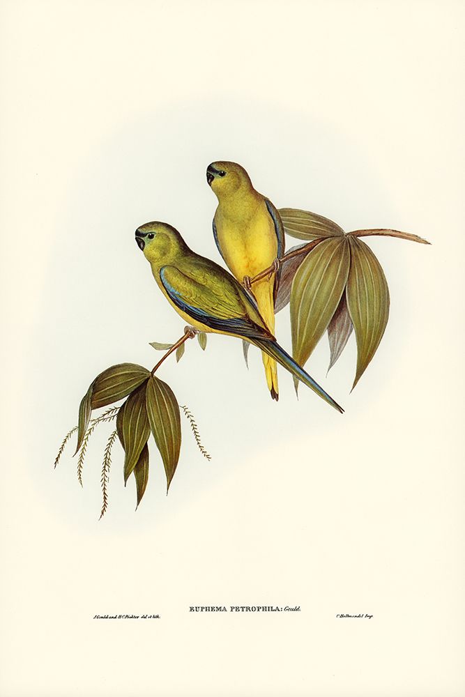 Rock Grass-Parakeet-Euphema petrophila art print by John Gould for $57.95 CAD