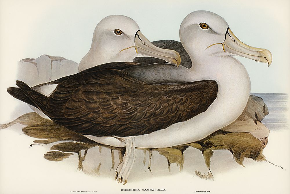 Cautious Albatros-Diomedea cauta art print by John Gould for $57.95 CAD