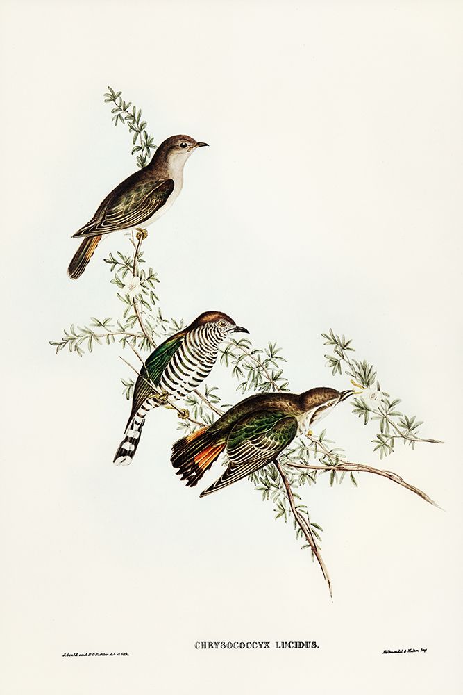 Shining Cuckoo-Chrysococcyx lucidus art print by John Gould for $57.95 CAD