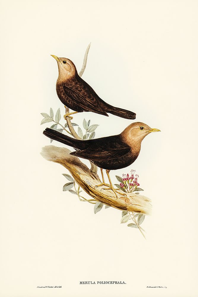 Grey-headed Blackbird-Merula poliocephala art print by John Gould for $57.95 CAD