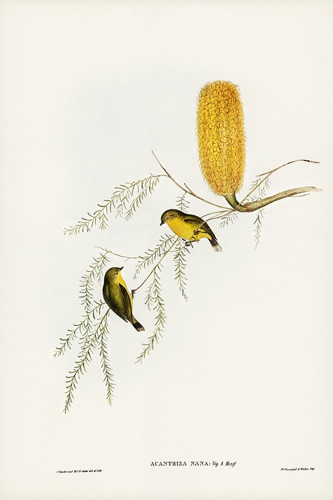 Little Acanthiza-Acanthiza nana art print by John Gould for $57.95 CAD