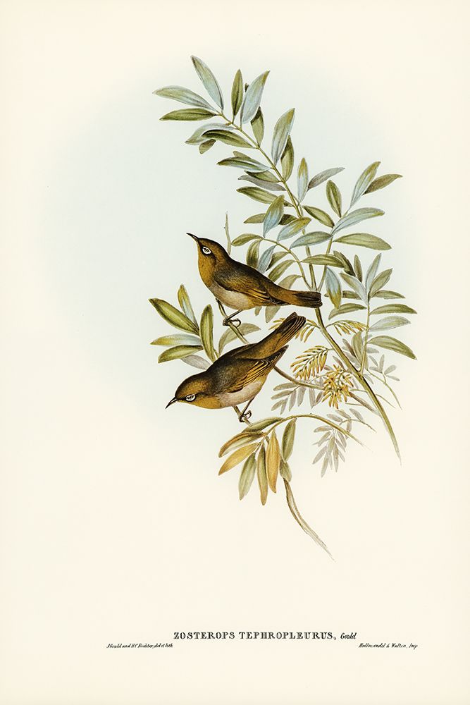 Grey-breasted Zosterops-Zosterops tephropleurus art print by John Gould for $57.95 CAD