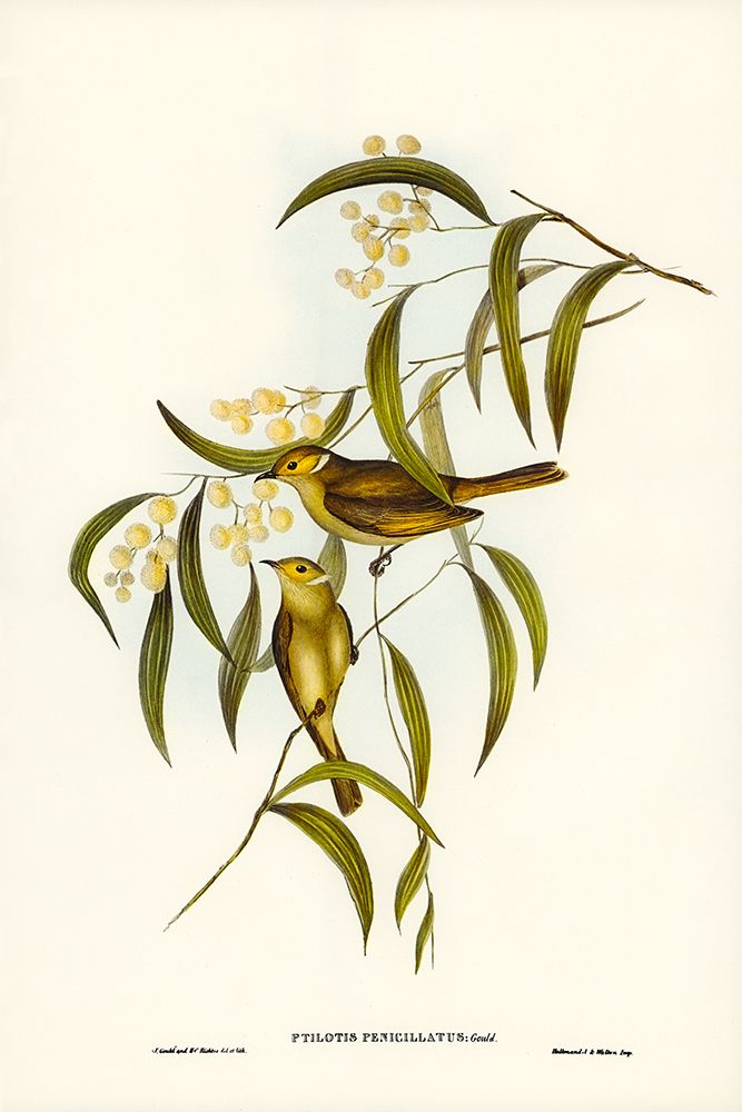 White-plumed Honey-eater-Ptilotis penicillatus art print by John Gould for $57.95 CAD