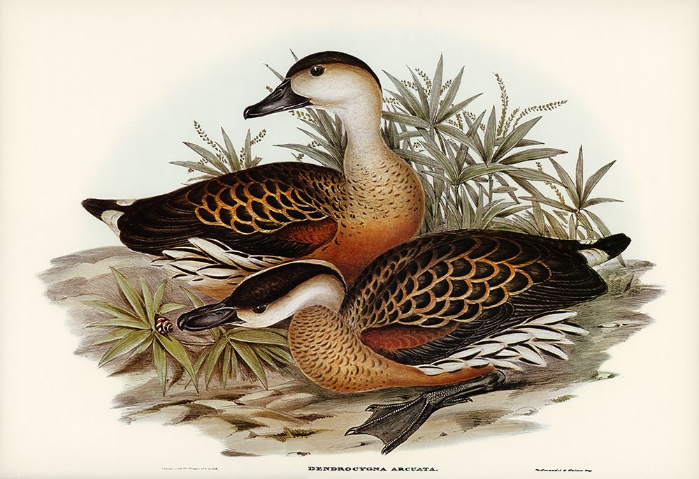 Whistling Duck-Dendrocygna arcuata art print by John Gould for $57.95 CAD