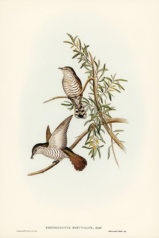Little Cuckoo-Chrysococcyx minutillus art print by John Gould for $57.95 CAD