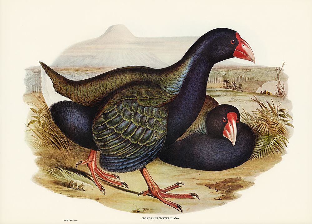 Notornis-Notornix Mantelli art print by John Gould for $57.95 CAD