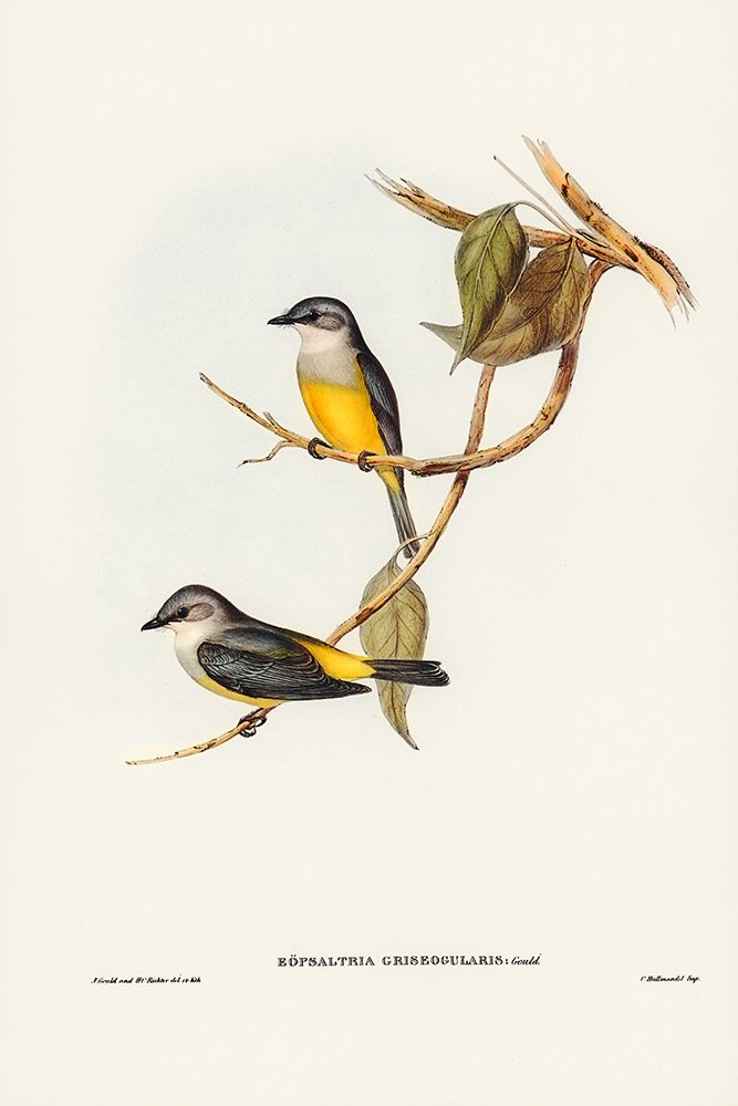 Grey-breasted Robin-Eopsaltria griseogularis art print by John Gould for $57.95 CAD