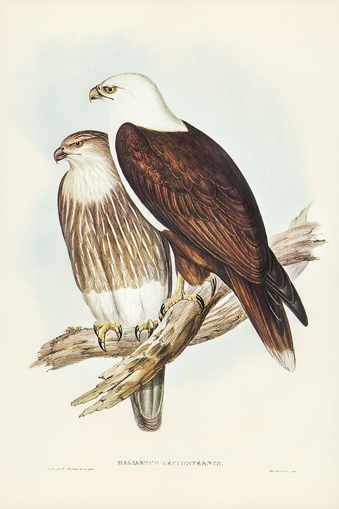 White-breasted Sea Eagle-Haliaster leucosternus art print by John Gould for $57.95 CAD