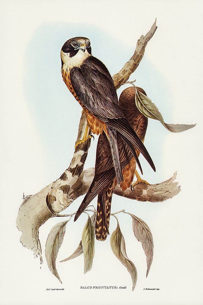 Falcon-Falco Frontatus art print by John Gould for $57.95 CAD