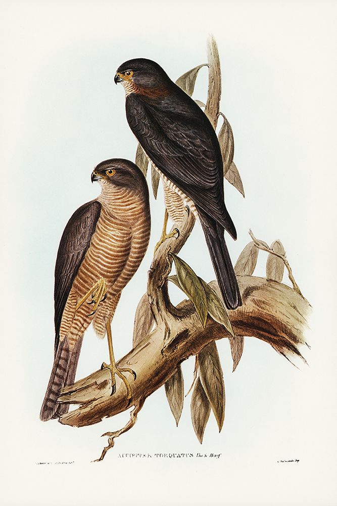 Collared Sparrow Hawk-Accipter torquatus art print by John Gould for $57.95 CAD