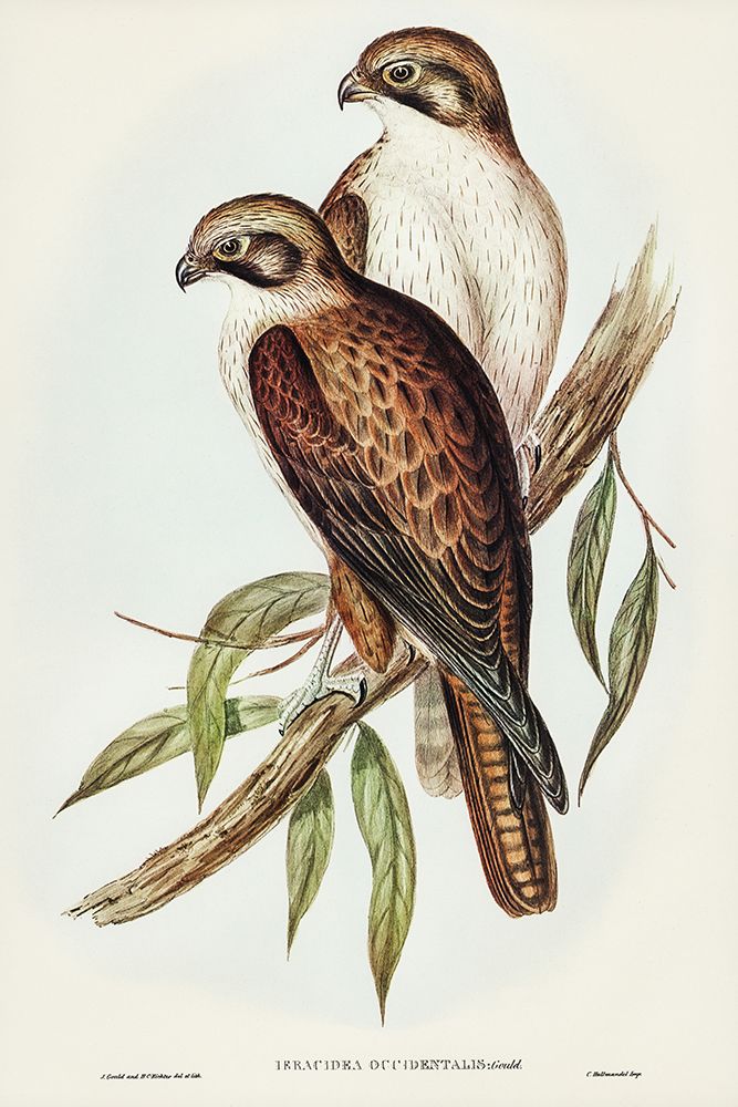 Western Brown Hawk-Ieracidea occidentalis art print by John Gould for $57.95 CAD