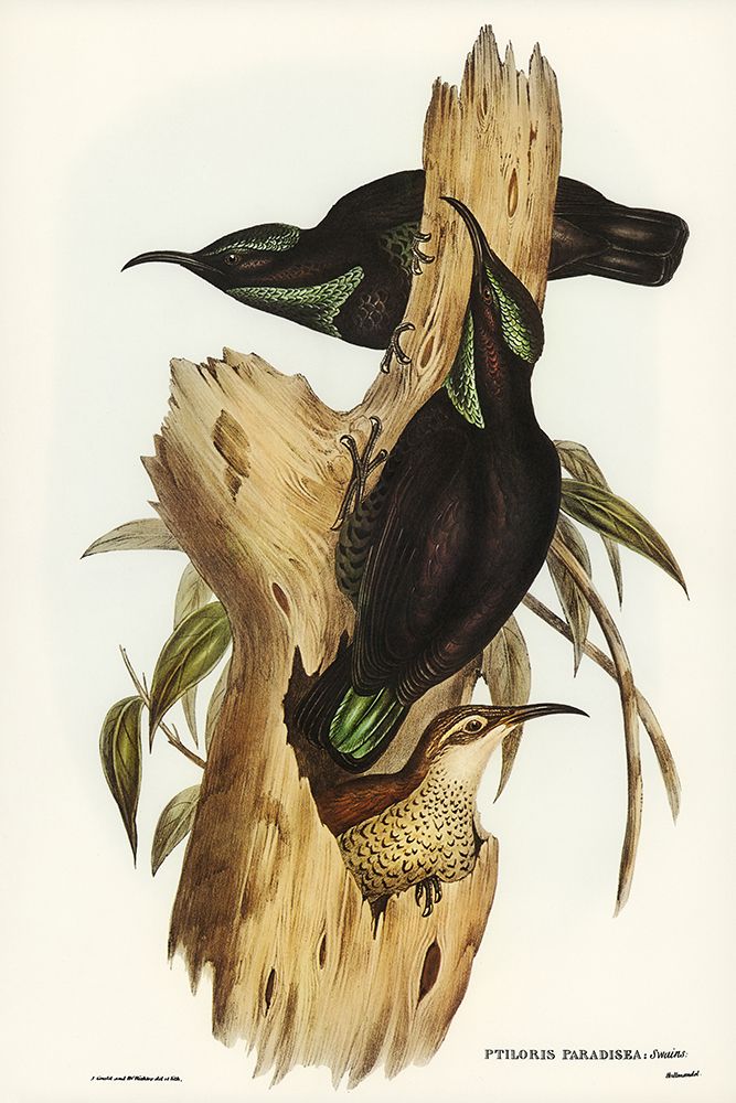 Rifle Bird-Ptiloris paradiseus art print by John Gould for $57.95 CAD