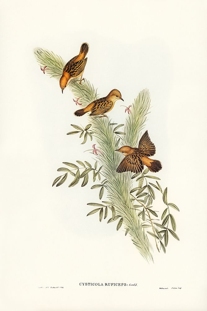 Rufous-headed Warbler-Cysticola ruficeps art print by John Gould for $57.95 CAD