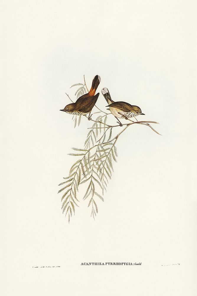 Red-rumped Acanthiza-Acanthiza pyrrhopygia art print by John Gould for $57.95 CAD