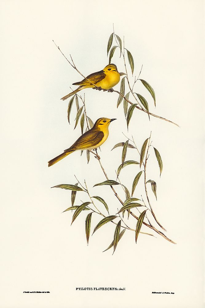 Yellow-tinted Honey-eater-Ptilotis flavescens art print by John Gould for $57.95 CAD