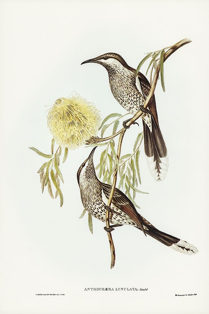 Lunulated Wattle Bird-Anthochaera lunulata art print by John Gould for $57.95 CAD
