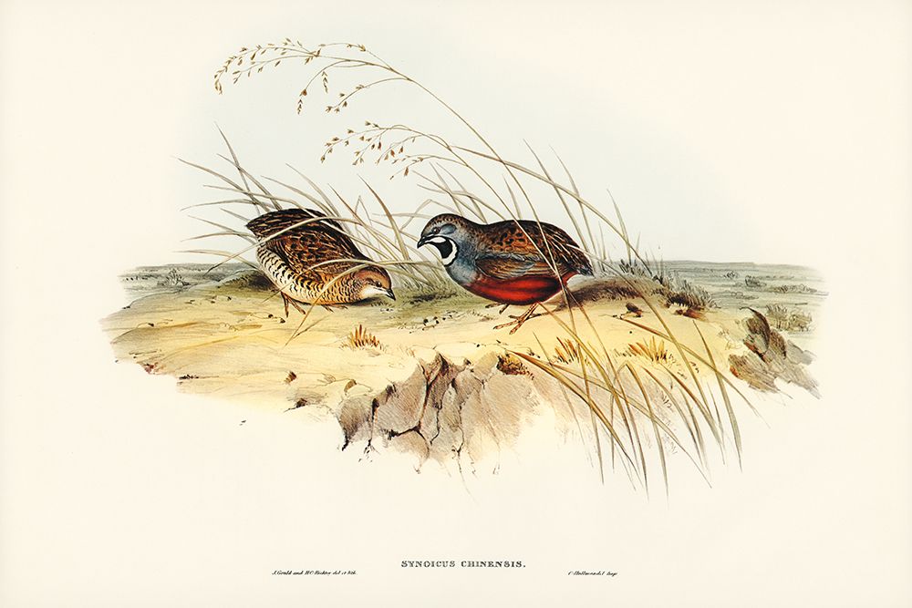 Chinese Quail-Synoicus Chinensis art print by John Gould for $57.95 CAD