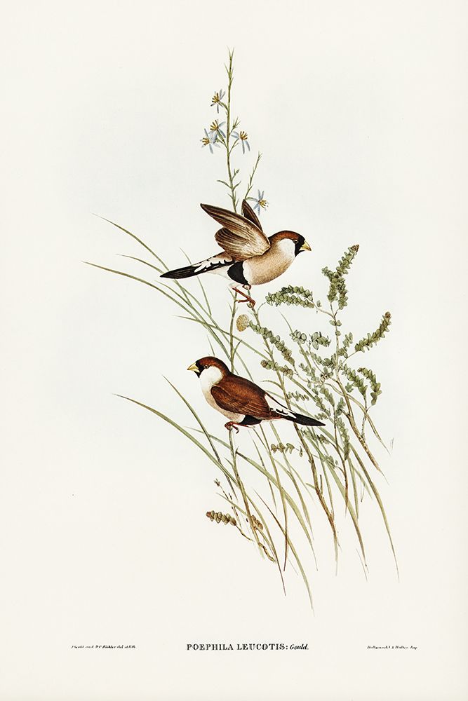White-eared Grass Finch-Poephila leucotis art print by John Gould for $57.95 CAD
