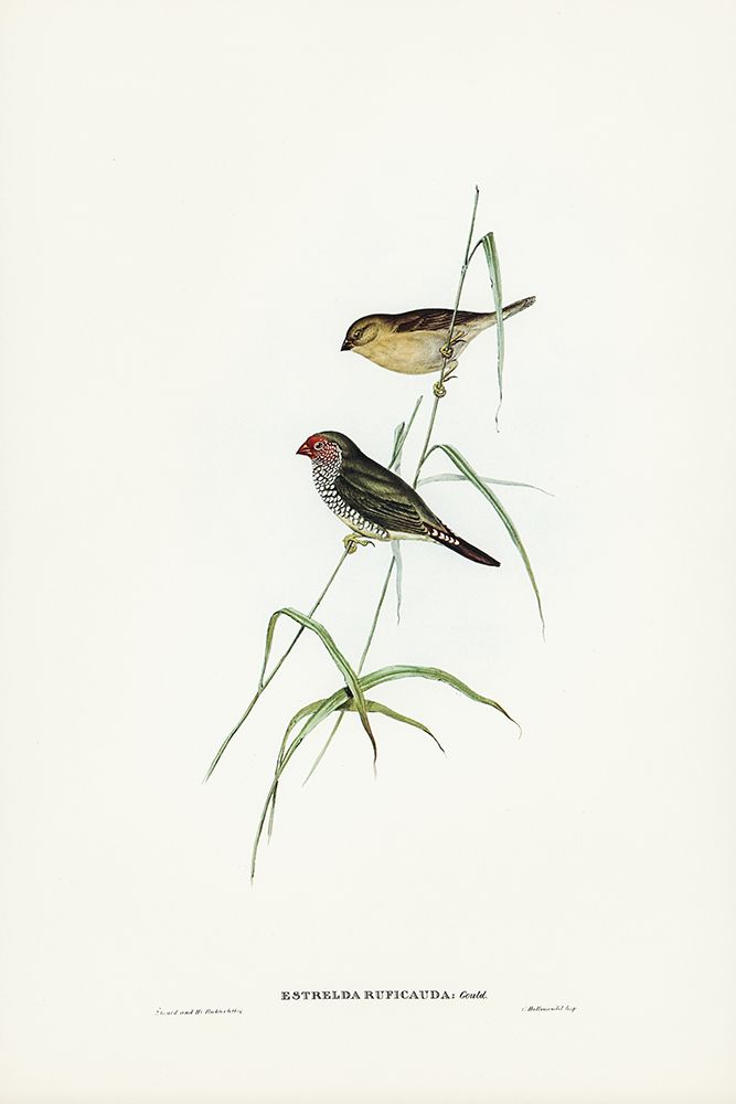 Red-tailed Finch-Estrelda ruficauda art print by John Gould for $57.95 CAD