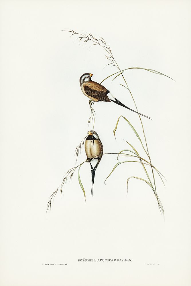 Long-tailed Grass Finch-Poephila acuticauda art print by John Gould for $57.95 CAD