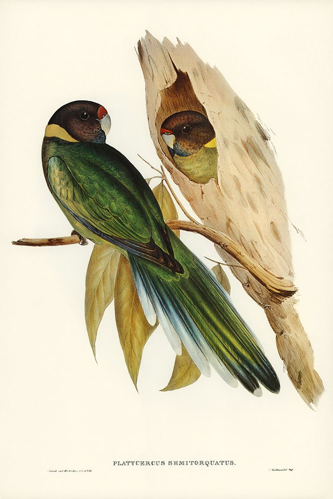 Yellow-collared Parakeet-Platycercus semitorquatus art print by John Gould for $57.95 CAD