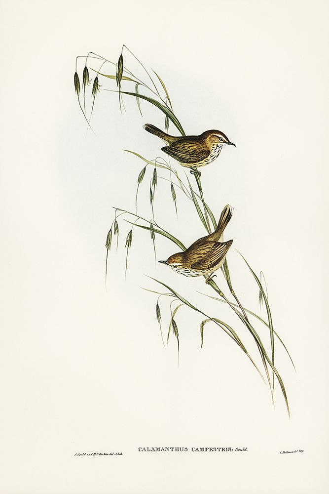 Field Reed Lark-Calamanthus campestris art print by John Gould for $57.95 CAD