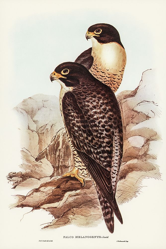 Black-cheeked Falcon-Falco melanogenys art print by John Gould for $57.95 CAD