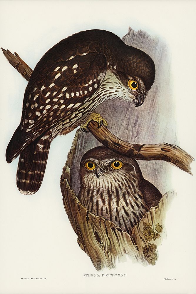 Winking Owl-Athene connivers art print by John Gould for $57.95 CAD