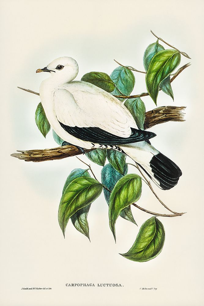 Torres Strait Fruit Pigeon-Carpophaga luctuosa art print by John Gould for $57.95 CAD