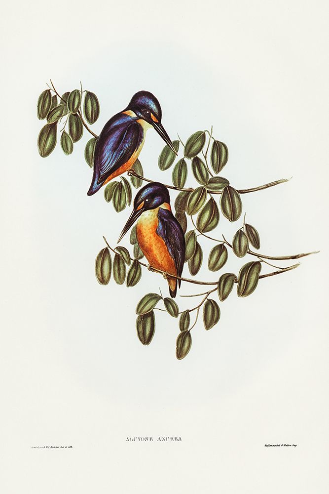 Azure Kingfisher-Alcyone azurea art print by John Gould for $57.95 CAD