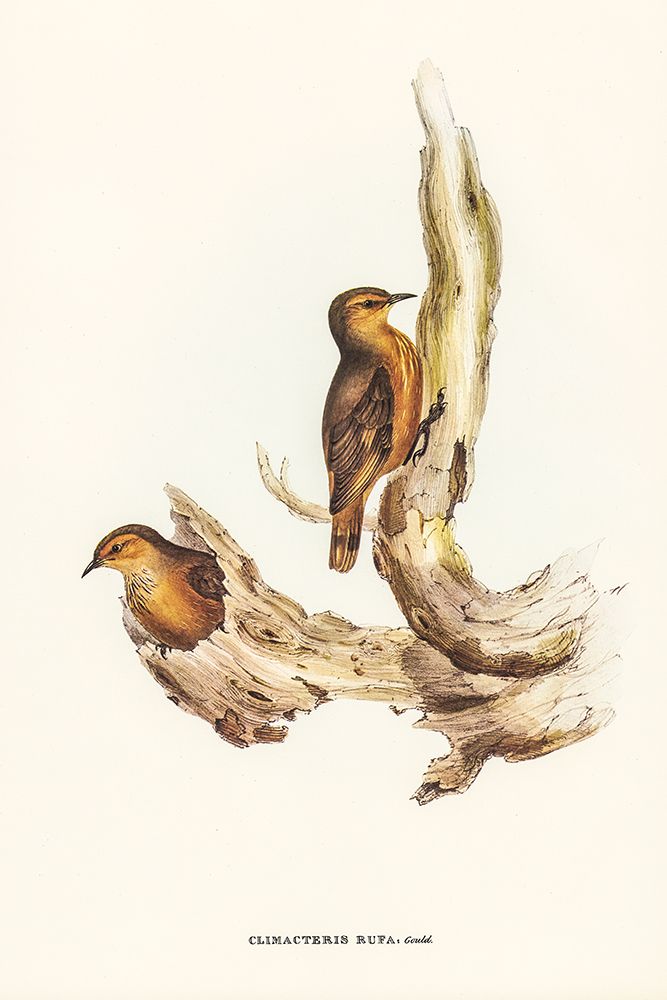 Rufous Tree-Creeper-Climacteris rufa art print by John Gould for $57.95 CAD