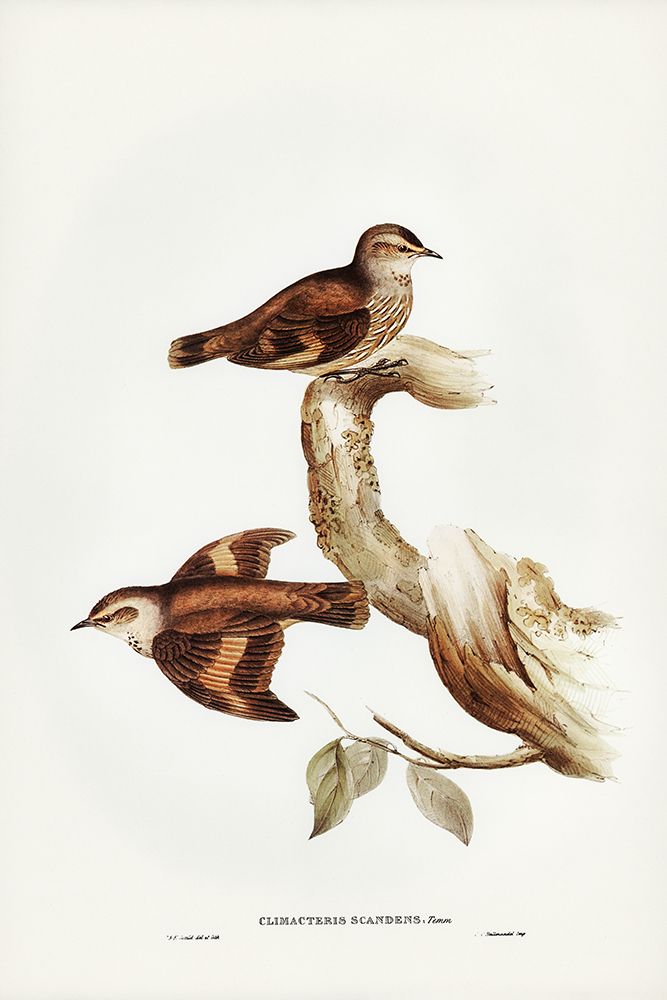 Brown Tree-Creeper-Climacteris scandens art print by John Gould for $57.95 CAD