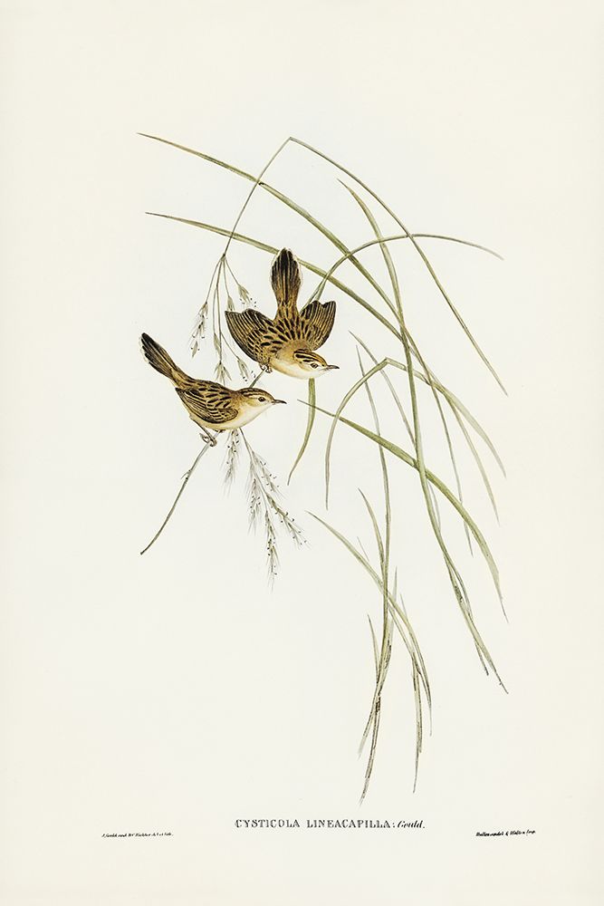 Lineated Warbler-Cysticola lineocapilla art print by John Gould for $57.95 CAD