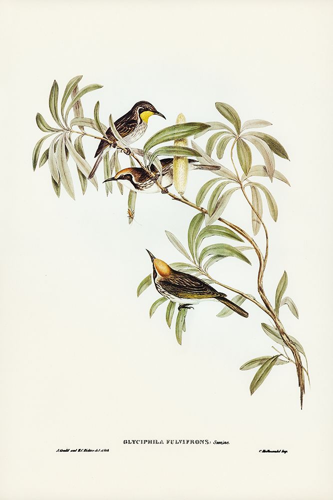 Fulvous-fronted Honey-eater-Glyciphila fulvifrons art print by John Gould for $57.95 CAD