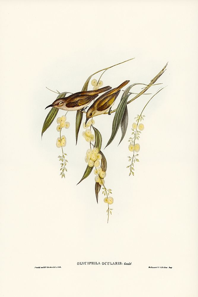 Brown Honey-eater-Glyciphila ocularis art print by John Gould for $57.95 CAD