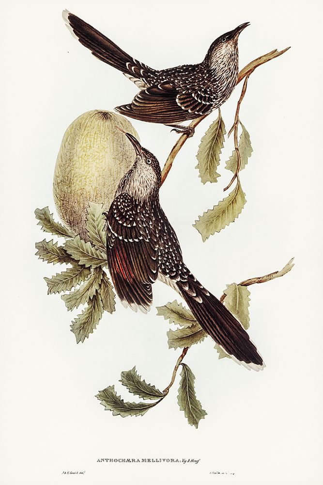 Brush Wattle Bird-Anthochaera mellivora art print by John Gould for $57.95 CAD