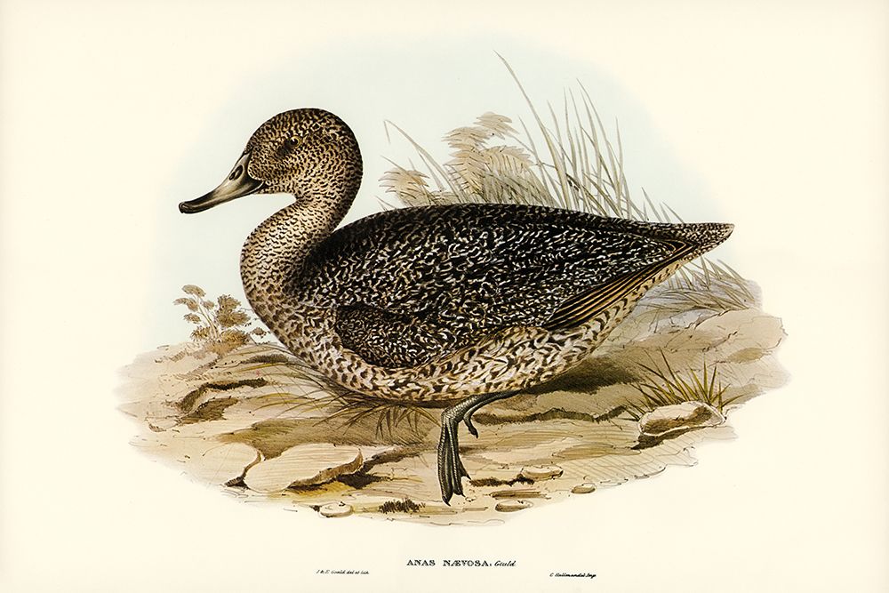 Freckled Duck-Anus naevosa art print by John Gould for $57.95 CAD