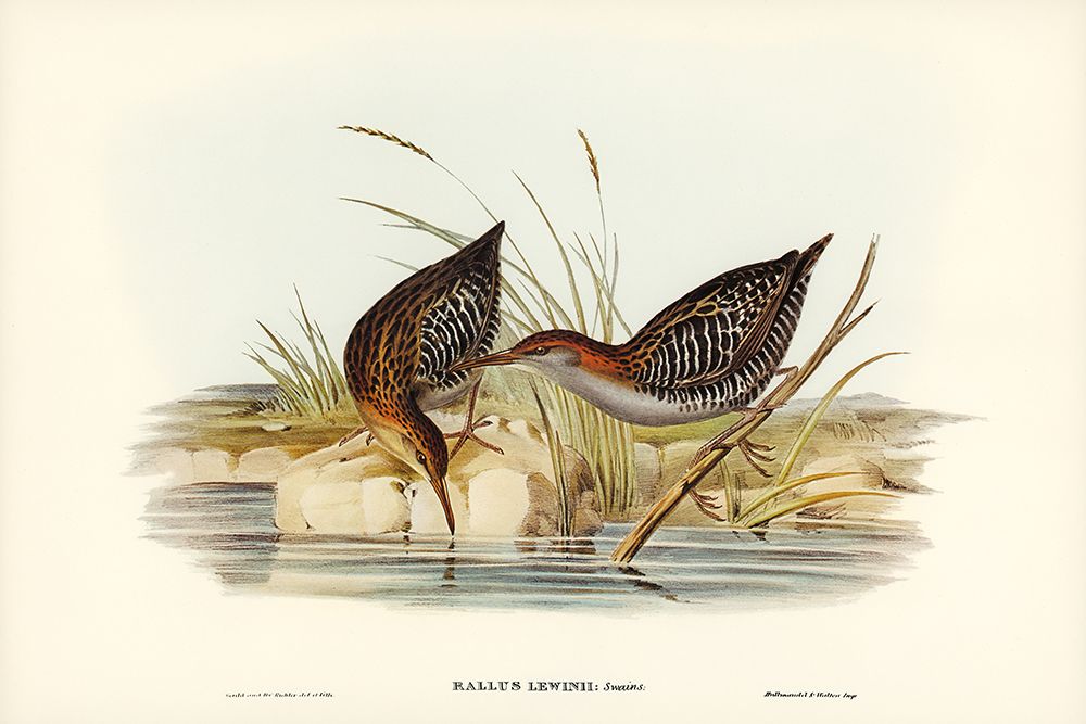 Lewins Water Rail-Rallus Lewinii art print by John Gould for $57.95 CAD