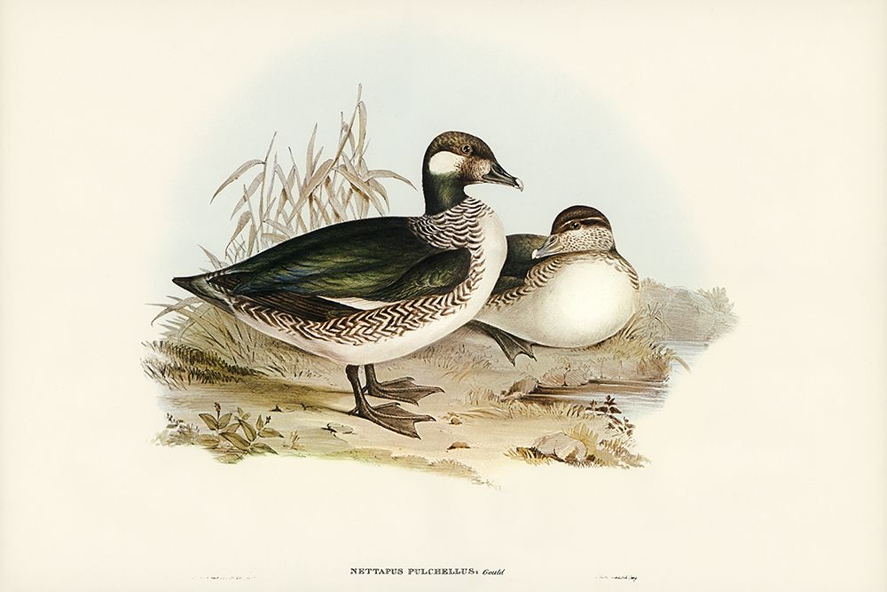 Beautiful Pygmy Goose-Nettapus pulchellus art print by John Gould for $57.95 CAD