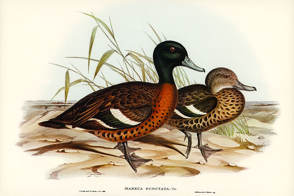 Chesnut-breasted Duck-Anas punctata art print by John Gould for $57.95 CAD