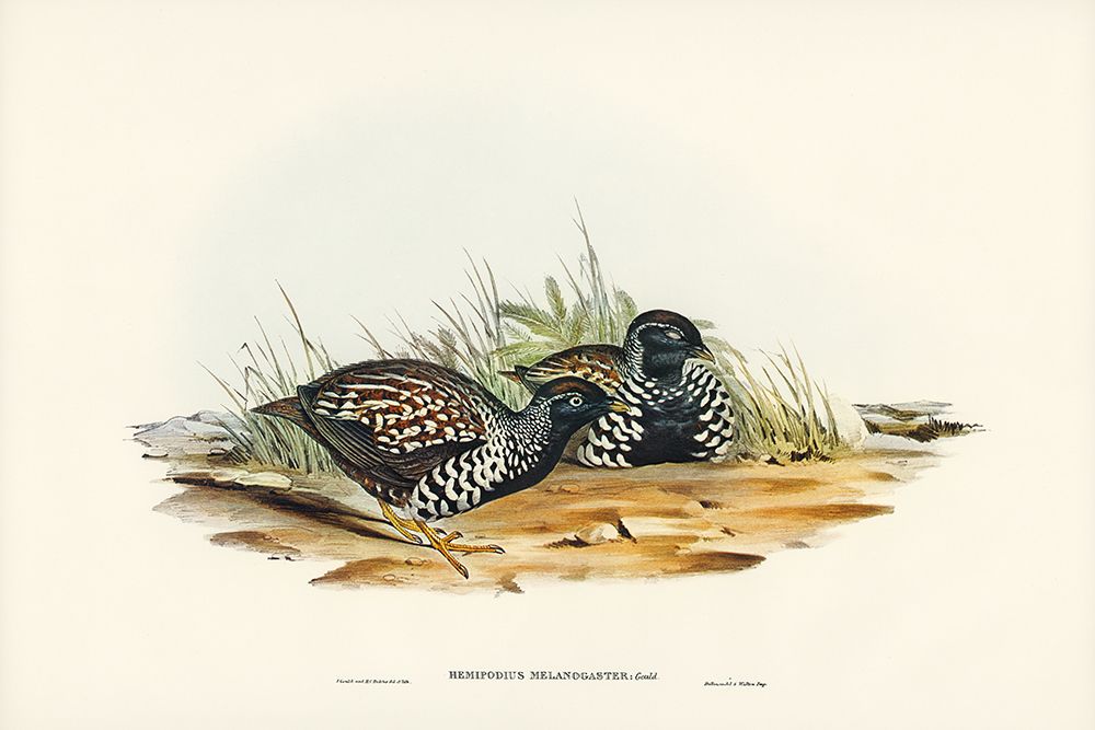 Black-breasted Hemipode-Hemipodius melanogaster art print by John Gould for $57.95 CAD