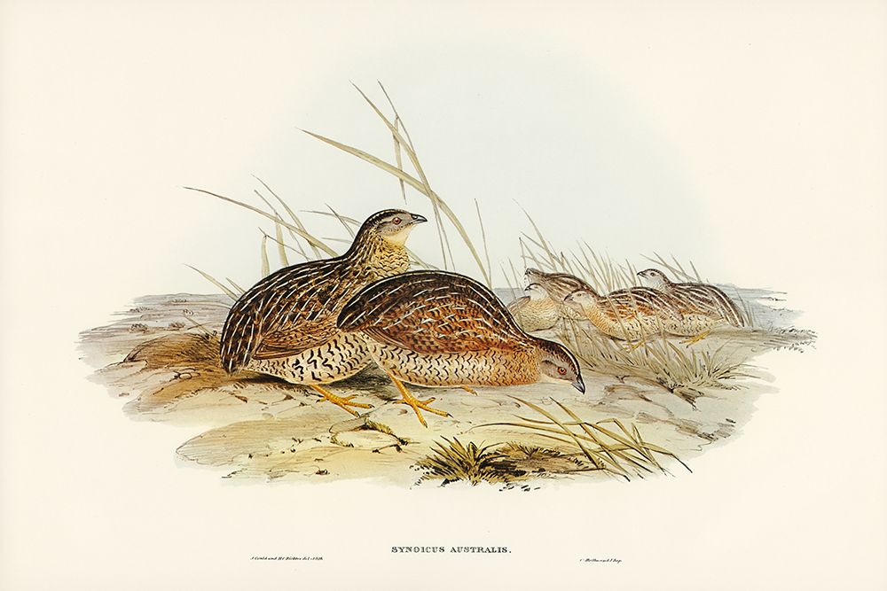 Australian Partridge-Synoicus Australis art print by John Gould for $57.95 CAD