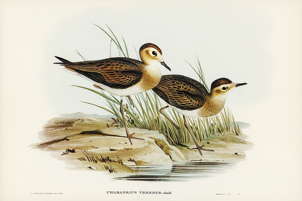 Brown Plover-Charadrius veredus art print by John Gould for $57.95 CAD