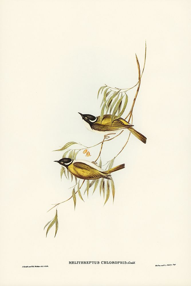 Swan River Honey-eater-Melithreptus chloropsis art print by John Gould for $57.95 CAD