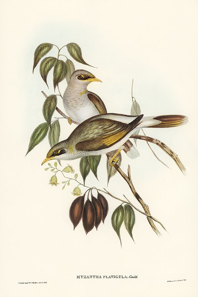 Yellow-throated Miner-Myzantha flavigula art print by John Gould for $57.95 CAD